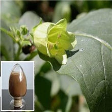 厂家直销颠茄提取物