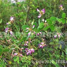 厂家供应壮筋草提取物【舒筋活血，治肢体麻木，半身不遂】