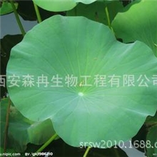 供应优质荷叶提取物荷叶碱2%,10%,50%质优价廉