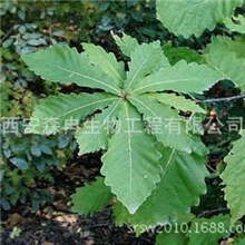 厂家供应柞树叶提取物/治细菌性痢疾，小儿消化不良，痈肿，痔疮