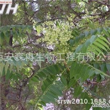 厂家供应凤眼草提取物FruitofTree-of-heavenAilanthus