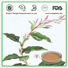 专业植提厂家，现货供应大青叶提取物，纯天然优质原料药成分