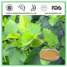 桑白皮提取物，厂家现货供应，纯天然优质中药成分，质优价廉