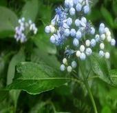 常山酮◢◣阿里诚信商家-最低价格◢◣