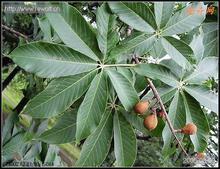 芒果甙/芒果苷/芒果提取物，知母提取物