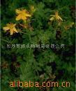 供应贯叶连翘提取物金丝桃素