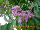 供应大花紫薇Lagerstroemi提取物