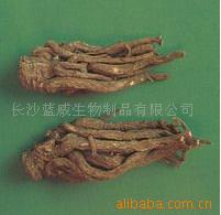 供应当归提取物AngelicaPE藁本内酯阿魏酸