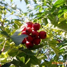 厂家直销生产供应山楂提取物、山楂黄酮10-90%