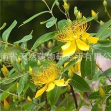 厂家直销贯叶连翘提取物0.3%UV/HPLC