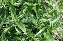 厂家直销批量生产供应穿心莲内脂98%、50%