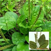 供应车前草提取物供应车前草提取物中药提取物