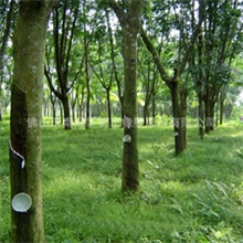 天然乳胶|泰国进口乳胶|供应汕头潮洲惠州地区用