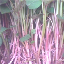 现货直营高质量日本红东