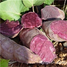大量供应高营养福尔紫甘薯全粉