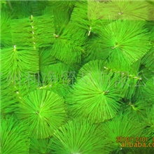 山树过滤材料高效过滤生化刷正品山树十字型净化刷滴滤刷