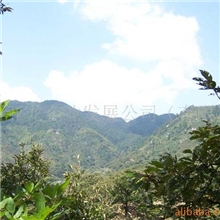 5000亩荒山寻求合作