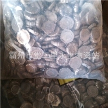 金川梅花镍（镍扣）