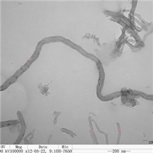 短切碳纳米管
