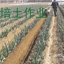 供应柴油8马力大葱开沟培土机