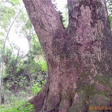 供应樟脑油樟油樟脑粉