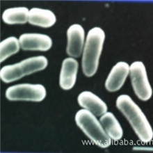 乳酸菌-美国菌种技术,高密度乳酸菌发酵高端品质|活力强|菌种稳定