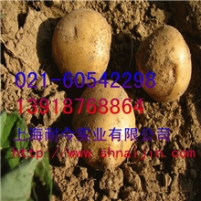 上海耐今供应马铃薯淀粉，马铃薯淀粉用途