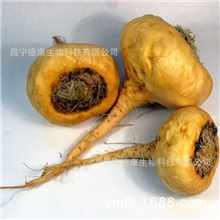 批发maka提取物供应优质玛卡maka提取物玛卡植物提取性保健品