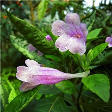 供应优质板蓝根提取物南板蓝根提取物植物比例提取物