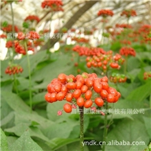 优质人参皂苷Rd人参皂甙rd70%以上/五加科人参/CAS:52705-93-8