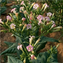 供应优质云烟浸膏烟用香精香料VirginiaTobaccoConcrete