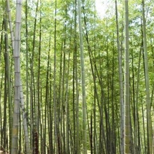 供应毛竹、竹材、竹片