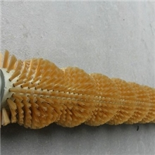 供应纺织机械毛刷辊、烧毛机毛刷、纺织设备毛刷、染整毛刷