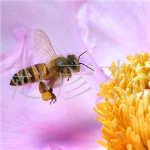 瑞峰系列蜂产品优质蜂蜜绿色营养保健健康