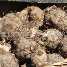 散粉-魔芋粉，冲调饮品，代餐、饱腹，DIY果冻原料