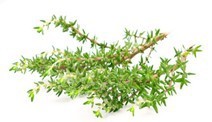 供应迷迭香粉/餐饮调味香料/调料批发