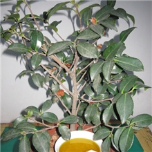 安全健康纯天然茶油茶籽油江西特产食品批发山茶油