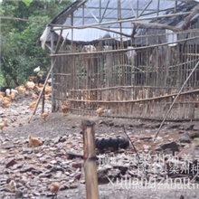 农家散养土鸡专业养殖原生态土鸡天然无毒健康土鸡大量批发