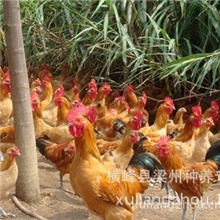 专业养殖原生态土鸡优质健康土鸡土鸡合作社批发