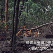 天然无毒健康土鸡大量批发农家散养土鸡专业养殖原生态土鸡