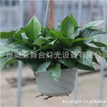 批发优质绿萝吊兰纯青叶绿萝观叶植物