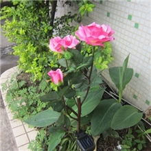 太阳能发光玫瑰、太阳能七彩变色玫瑰花、太阳能花园装饰灯