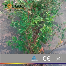 供应各品种优质蓝莓树苗四年生树苗蓝莓苗优质蓝莓树苗