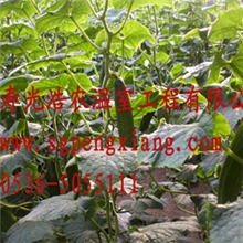 厂家专业生产温室、济宁大棚、蔬菜大棚建设质优价廉欢迎选购