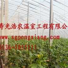 厂家专业生产温室、栖霞大棚、蔬菜大棚建设质优价廉欢迎选购