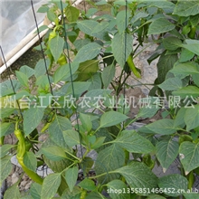 供应大棚蔬菜专用吊线物美价廉