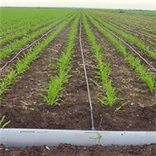 供应济宁郑州淮安淄博微喷带喷灌带厂家招代理