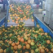 水果脐橙清洗分级机