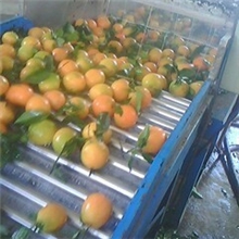 脐橙毛刷洗果机脐橙分选机建优米机