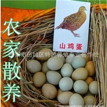 特源大量批发山鸡蛋野鸡蛋量大优惠